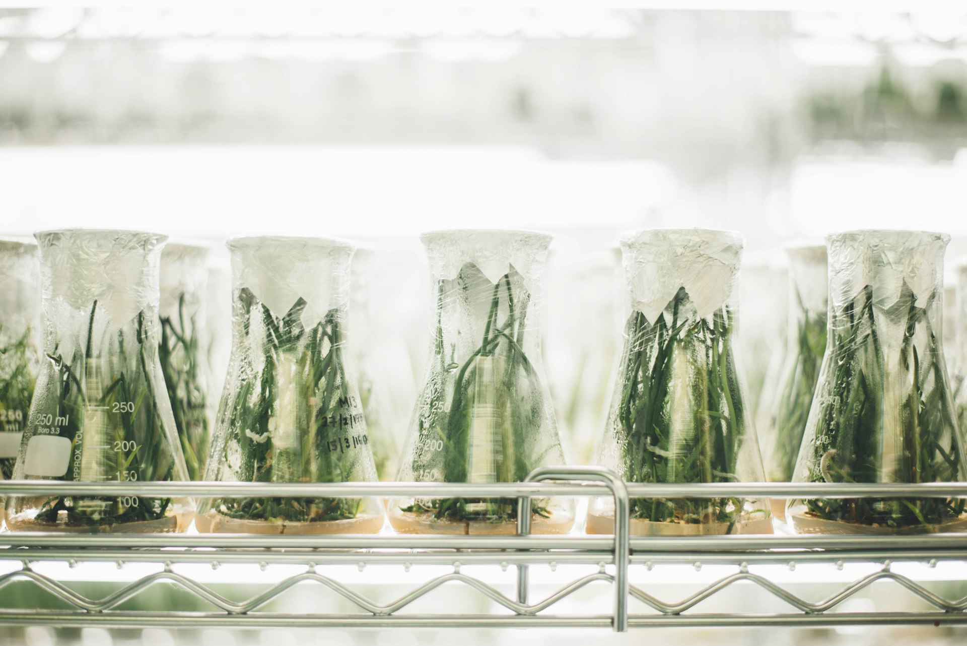 Plant-Based Research Models: Modern Alternatives to Animal Testing in the Lab