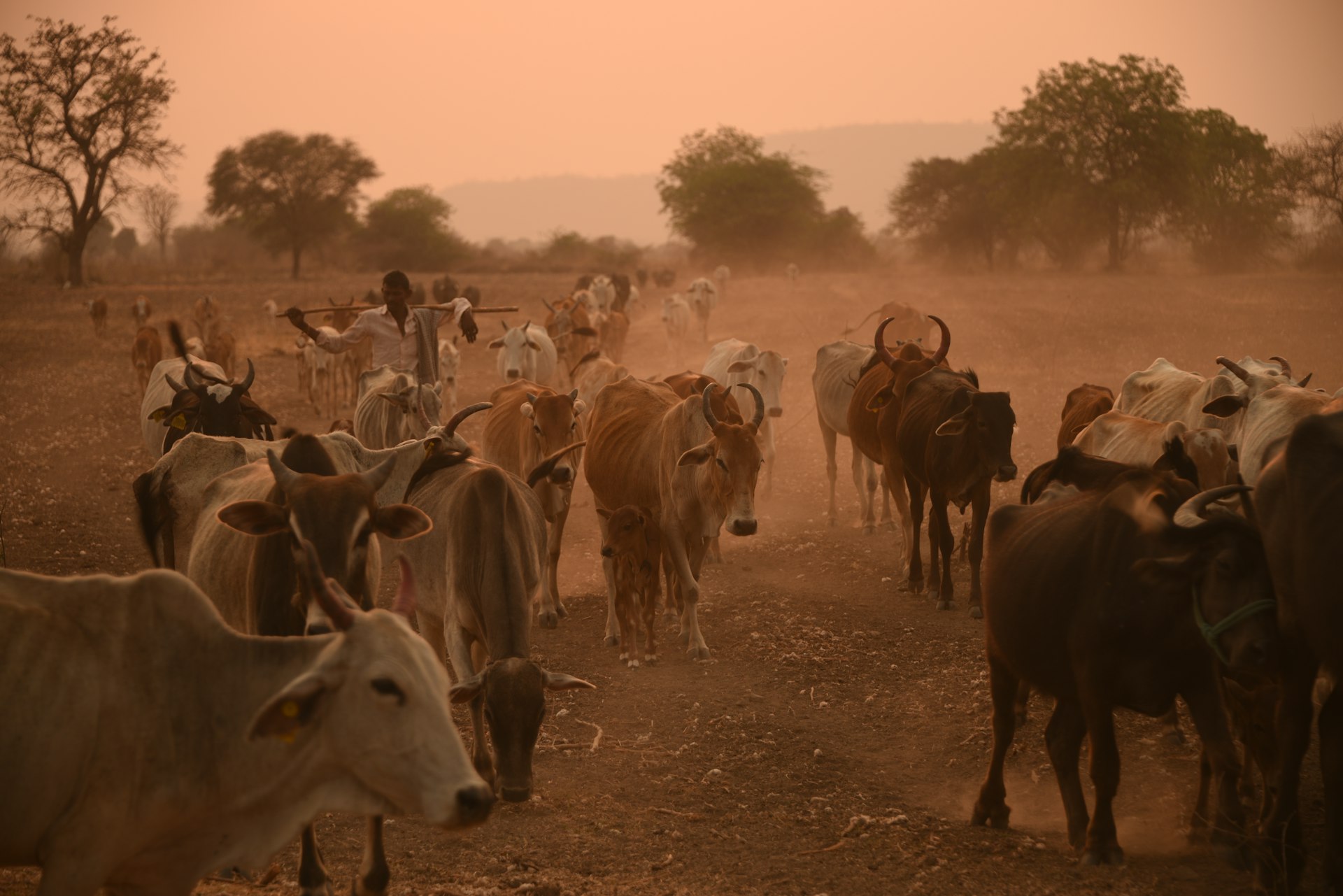 How Climate Change Is Reshaping the Global Threat of Vector-Borne Diseases